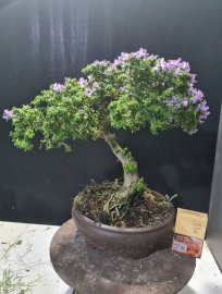 Sam hạt gạo tân phú lá rí tàn rin đang có hoa