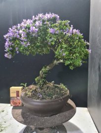Sam hạt gạo tân phú lá rí tàn rin đang có hoa