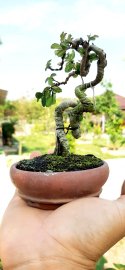 Du mini rất duyên