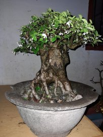 Mai chiếu thủy lá lớn cao 30 hoành 32