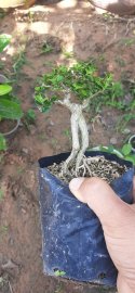 Sam hương 450k cho ai về vào chậu nhé