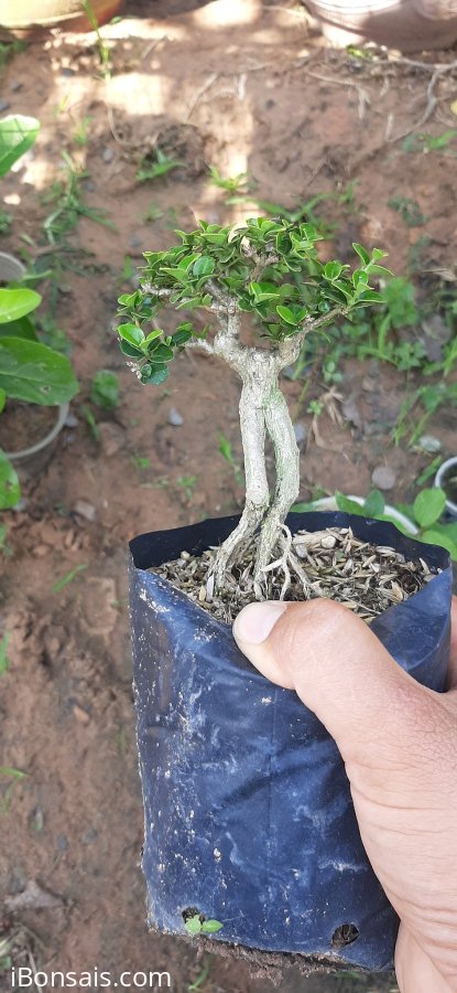 Sam hương 450k cho ai về vào chậu nhé