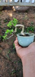 Trà phúc kiến (bùm sụm)
