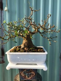 Linh sam sông hinh lá trung kết hợp với chậu đá thủ công