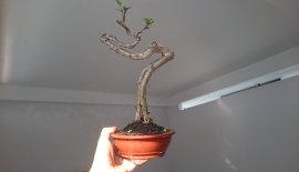 Mai lá lớn dáng quái...