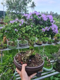Linh sam hạt gạo tân phú tàn rin, siêng hoa