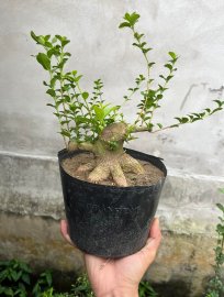Sam hương