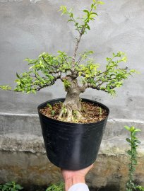 Mai Chiếu Thủy Lá trung giá vài trăm