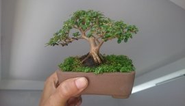 Sam Hương mini... 