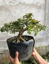 Sơn liểu già nhìn phê dữ