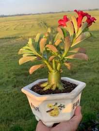 Hoa sứ nhà mình..