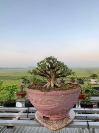 Mai chiếu thủy lá trung H20 C20 N30