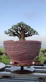 Mai chiếu thủy lá trung H20 C20 N30