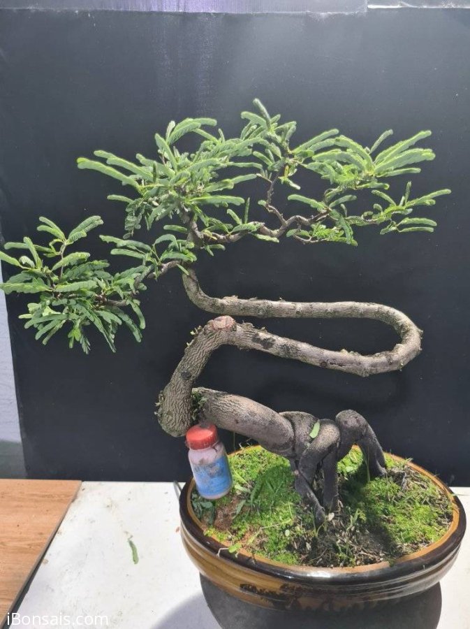 Me quái giao lưu cả nhà, cây rin nuôi chậu