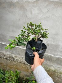 Sam hương giá học sinh