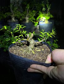 Mai chiếu thủy lá trung siu mini