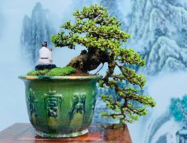 Sam núi trái thân xù cám dáng huyền rất đẹp ạ