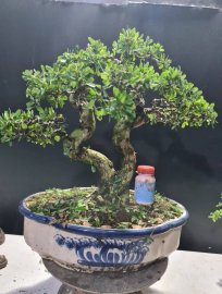Giao lưu linh sam siêu hoa 2 thân rin lắc