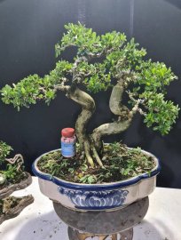 Giao lưu linh sam siêu hoa 2 thân rin lắc