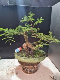 Gluu cả nhà cây me quái rất đẹp, cây rin nuôi chậu
