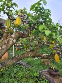 Giao lưu cả nhà khế gân rin, tàn bay đang cho trái