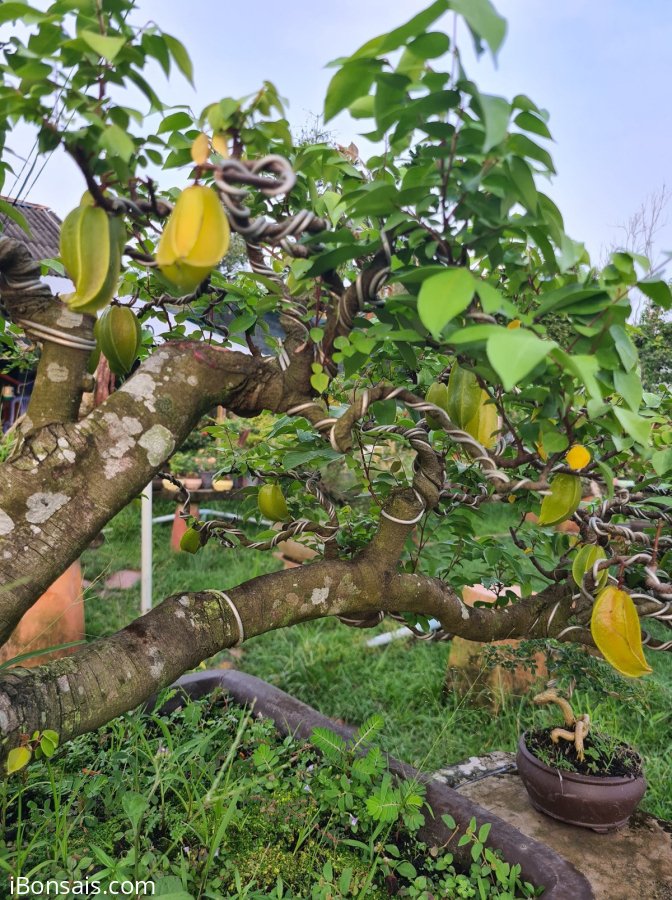 Giao lưu cả nhà khế gân rin, tàn bay đang cho trái