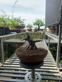 Sam hương H 30 chia sẻ ae