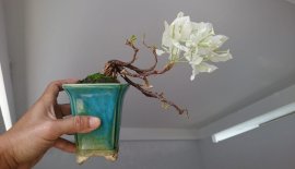 Bông Giấy trắng zin mini...