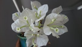 Bông Giấy trắng zin mini...