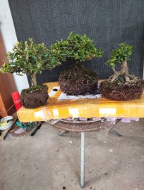 Trang mini, thanh lý 500k cho cả 3