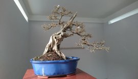 Linh Sam ghép Bông Trắng lá nhỏ...