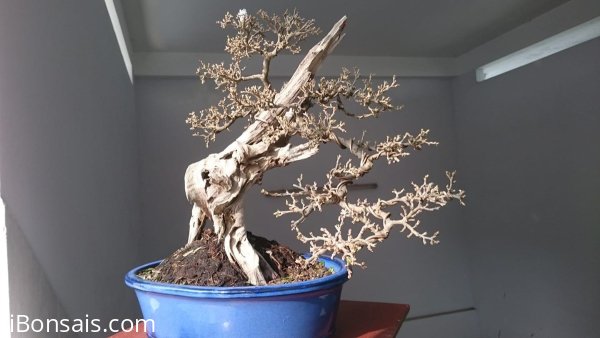 Linh Sam ghép Bông Trắng lá nhỏ...