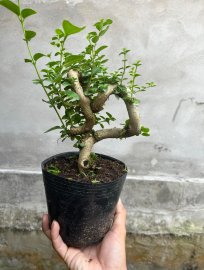 Sam hương 2 cây 300k ae nào thích ib e ạk