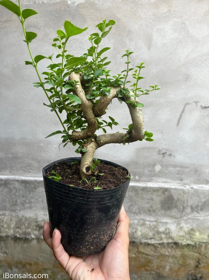 Sam hương 2 cây 300k ae nào thích ib e ạk