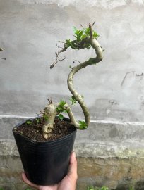 Sam hương 2 cây 300k ae nào thích ib e ạk