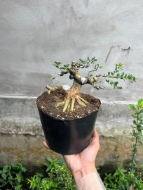 Linh sam mini