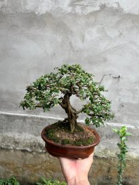 Cây ế nên lên chậu luôn
