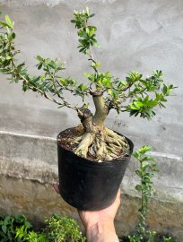 Linh sam bông trắng giá vài trăm