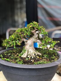 Giá trên 5 triệu Mai Chiếu Thủy lá trung.