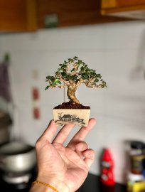 Sam hương mini