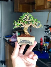 Sam hương mini