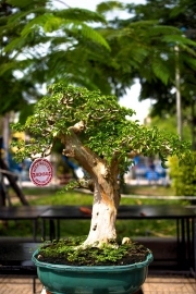 Cây san sản xương cá trưng bày hội hoa xuân Nha Trang