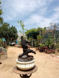 Giao lưu một em cẩm thị sống khỏe mạnh