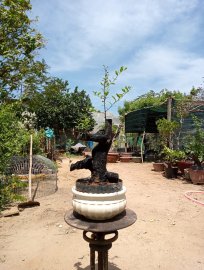 Giao lưu một em cẩm thị sống khỏe mạnh