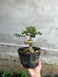 Lên chậu là có cây chơi ae ạk