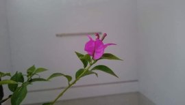 Hoa Giấy ghép tím Huế...