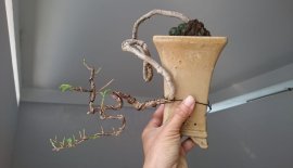 Hoa Giấy ghép tím Huế...
