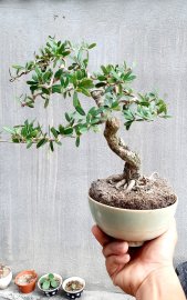 Linh sam sông hinh lá nhỏ bông tím chùm thơm ngát