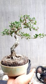 Linh sam sông hinh lá nhỏ bông tím chùm thơm ngát