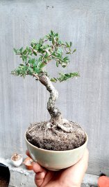Linh sam sông hinh lá nhỏ bông tím chùm thơm ngát